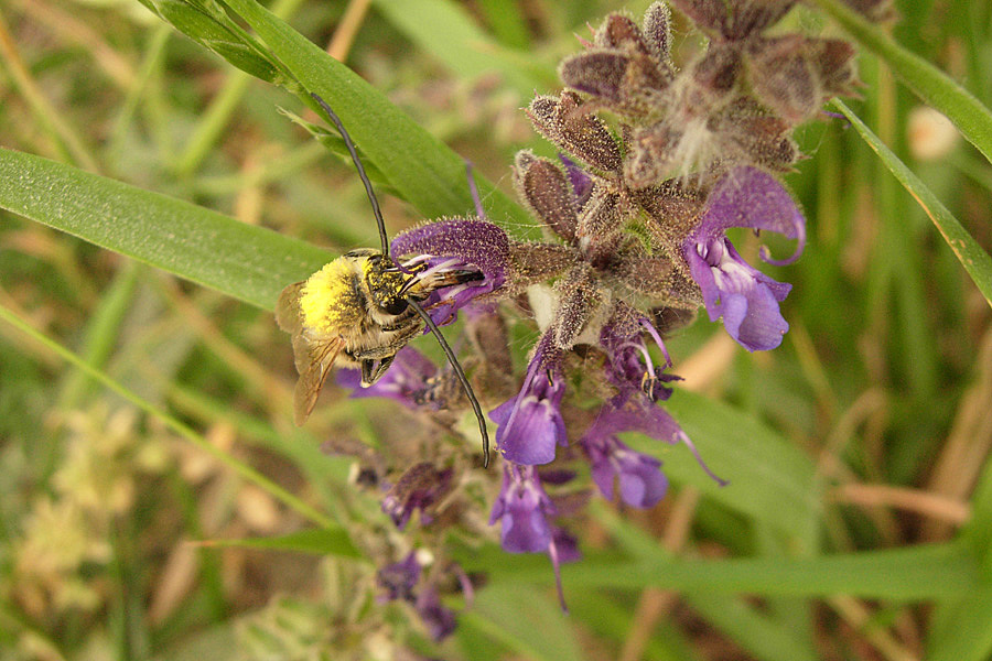 Eucera ?